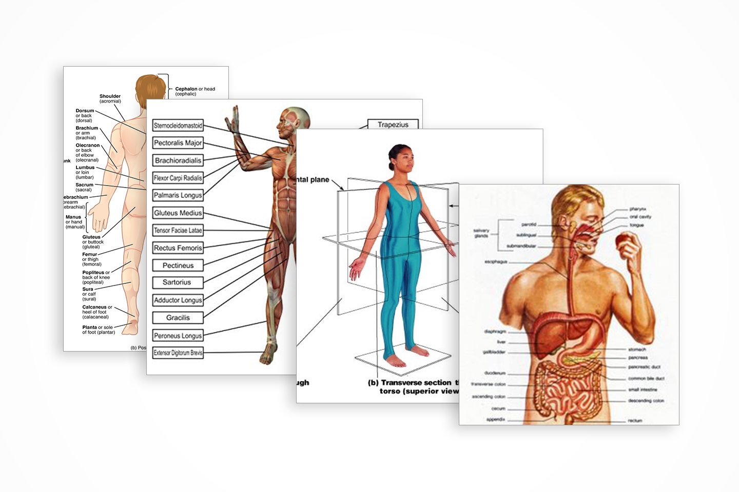 body diagrams of different levels of details